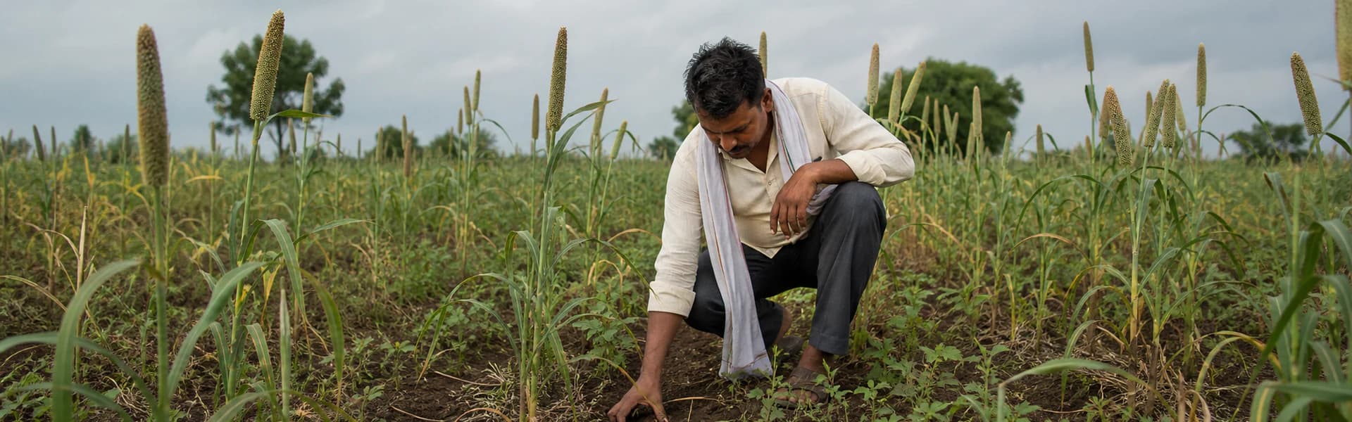 Sustainability & Millets